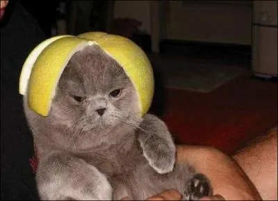 Un chapeau en pomme ? De quel mot gallo-romain, le mot  pomme  vient-il ?