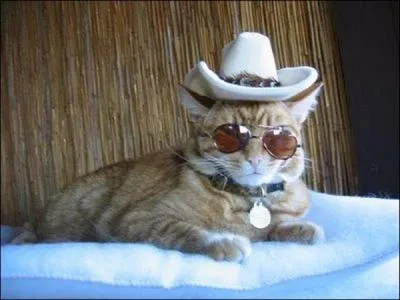 Attention au shrif ! Dans les dessins anims et films, o peut-on les rencontrer ?