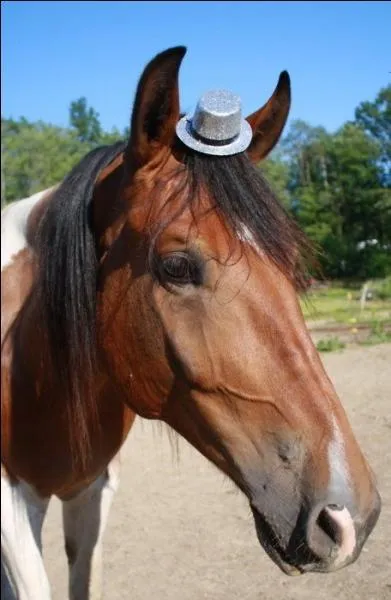 Petit chapeau pour un cheval ! Quelle est l'esprance de vie d'un cheval ?
