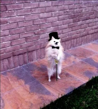 Quel gentleman ! En 2013, qui a chant une chanson intitule  Gentleman  ?