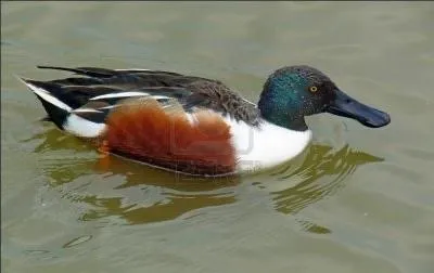 Le plus bizarre, il a le bec aplati, il s'appelle :