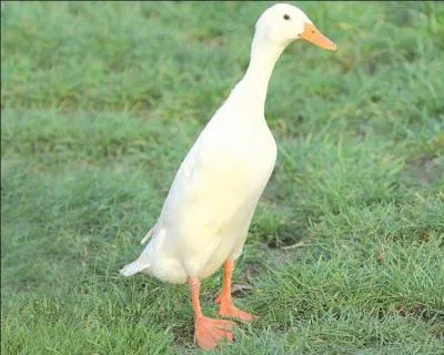 Il a une drle de forme et est tout blanc, on l'appelle :