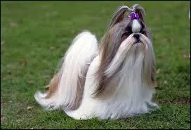 De quel pays le Shih Tzu vient-il ?