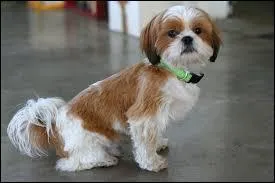 Quelle est la taille du Shih Tzu ?