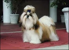 Quel est le poids du Shih Tzu ?