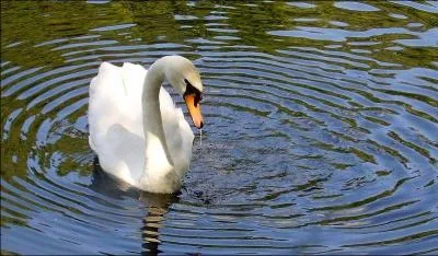Qu'est l'uvre  Le Lac des cygnes  ?