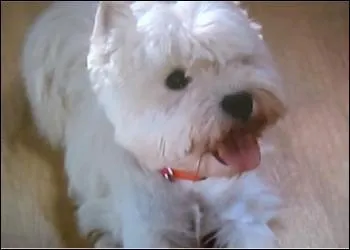 A qui appartient le chien   Bobby   ?