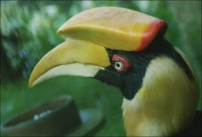 Avec sa corne sur la tte on le reconnat, qui est-ce ?