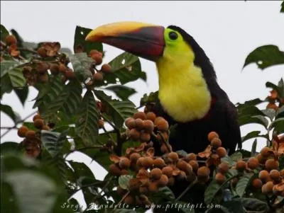 Il lui ressemble mais il a le ventre jaune, qui est-ce ?
