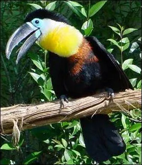 Toujours aussi beau il a la face bleue, qui est-ce ?