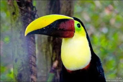 Il a le bec mi-marron mi-jaune, qui est-ce ?