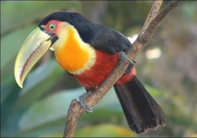 Il vit dans les forts tropicales, comme ses cousins, qui est-ce ?