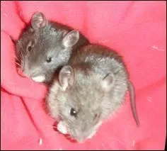 Le mot commence par : Mar ...