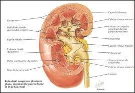 Le mot commence par : Mar ...