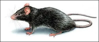 Le mot commence par : Mar ...