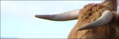 De quelle couleur sont les cornes de la vache qui rit ?