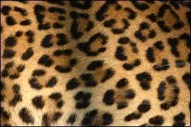  quel flin appartient ce pelage ?