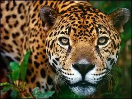 O vivent les jaguars ?