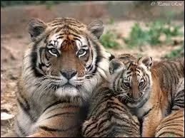 Combien la femelle du tigre a-t-elle en gnral de petits par porte ?