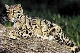 Quel est l'autre nom de la panthre nbuleuse ?