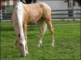 Quelle est cette robe ?