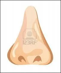 Le mot commence par : Mor ...