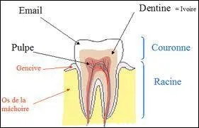 Le mot commence par : Mor ...