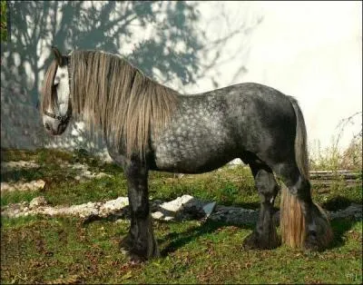 Quelle est la race de ce poney ?