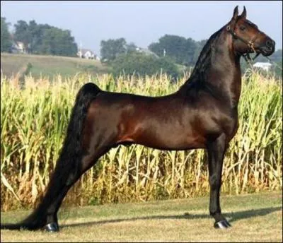 Quelle est la race de ce cheval ?