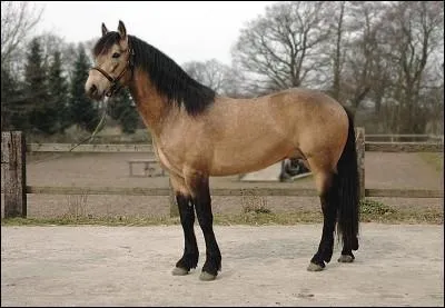 Quelle est la race de ce poney ?