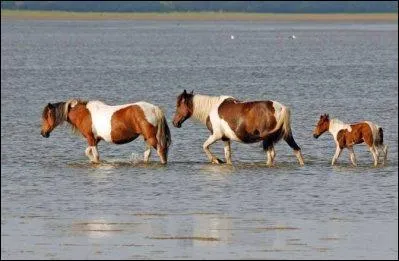 Quelle est la race de ce poney ?