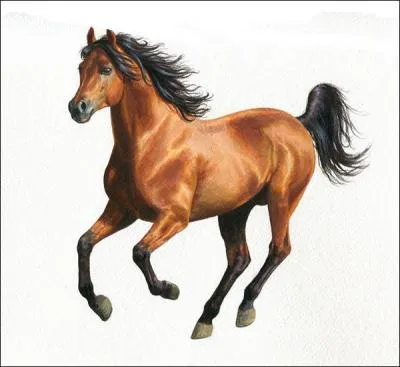 De quelle robe est ce cheval ?