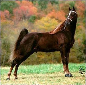 Plus difficile... Et celle-l ?