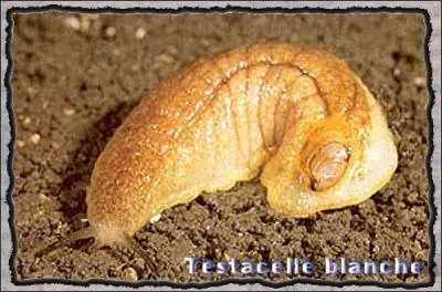 Comme vous le savez certainement, les limaces n'ont pas de coquille comme les escargots !