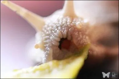 La langue d'un escargot est couverte de dents !