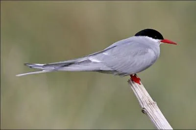 Cet oiseau, la sterne arctique, est le recordman toutes cat�gories de la plus longue migration, en moyenne 70 000 kilom�tres par an !