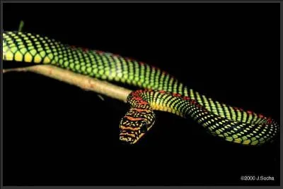 Sur l'�le de Born�o, ce serpent appel�  serpent volant du Paradis  est capable de planer sur plus d'un kilom�tre !