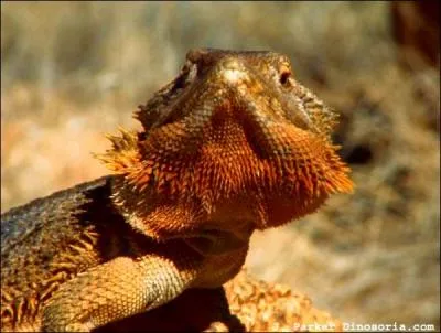 Quel est cet animal ?