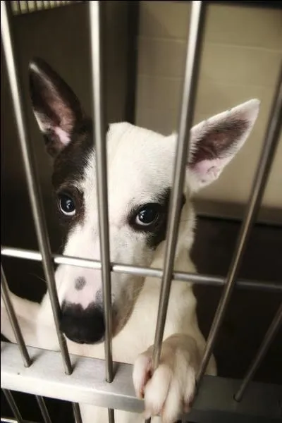 Qui a dit :  l'homme a peu de chance de cesser d'tre tortionnaire pour l'homme , tant qu'il continuera d'apprendre sur la bte son mtier de bourreau.