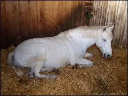 Un cheval qui est couch dans son box toute la journe...