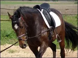 Gnralement, pour seller sa monture...