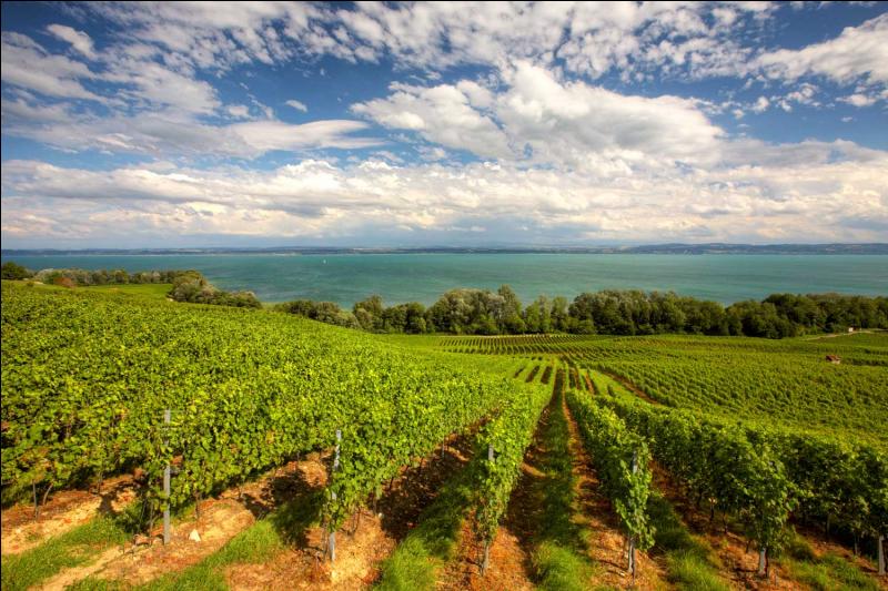 Sam Neill possède en Nouvelle-Zélande des terres agricoles et des vignes où il a créé sa propre marque de vin dénommé  Two Paddocks . Quels sont les cépages ou plants de vigne qui sont utilisés par Sam Neill ?