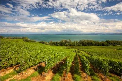 Sam Neill possde en Nouvelle-Zlande des terres agricoles et des vignes o il a cr sa propre marque de vin dnomm  Two Paddocks . Quels sont les cpages ou plants de vigne qui sont utiliss par Sam Neill ?