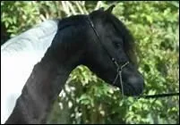 Quand dois-tu renouveler la ferrure ?