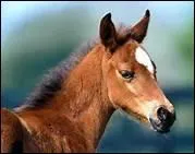 Aprs avoir douch les membres, il faut