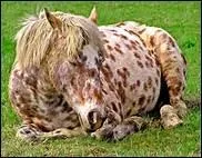 Comment se nomme le point situ entre le bras et l'avant-bras ?