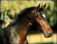 Que veut dire une litire en bateau ?