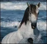 La litire absorbe-t-elle l'urine ?