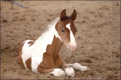 Quand on veut faire marcher son cheval dans l'eau d une rivire, il faut :