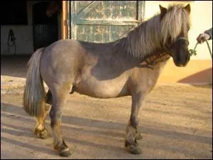 Faut-il faire marcher son cheval avant de le faire travailler ?